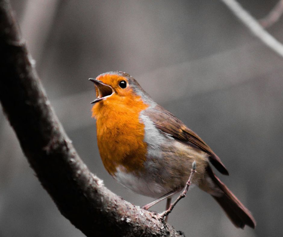 clases de canto pajaro